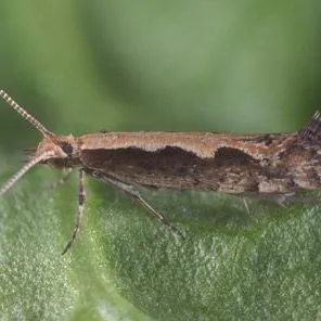 thumbnail for publication: Diamondback Moth, Plutella xylostella (Linnaeus) (Insecta: Lepidoptera: Plutellidae)